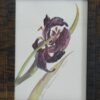 “Iris” – Anna Tikhonova-Yordanova | Original Watercolour